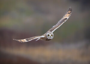 Mosehornugle - Vestjylland marts 2025