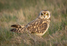 Mosehornugle - Vestjylland marts 2025