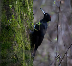 Sortspætte. Feldborg Plantage forår 2025