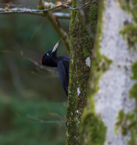 Sortspætte. Feldborg Plantage forår 2025