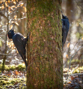 Sortspætte. Feldborg Plantage forår 2025
