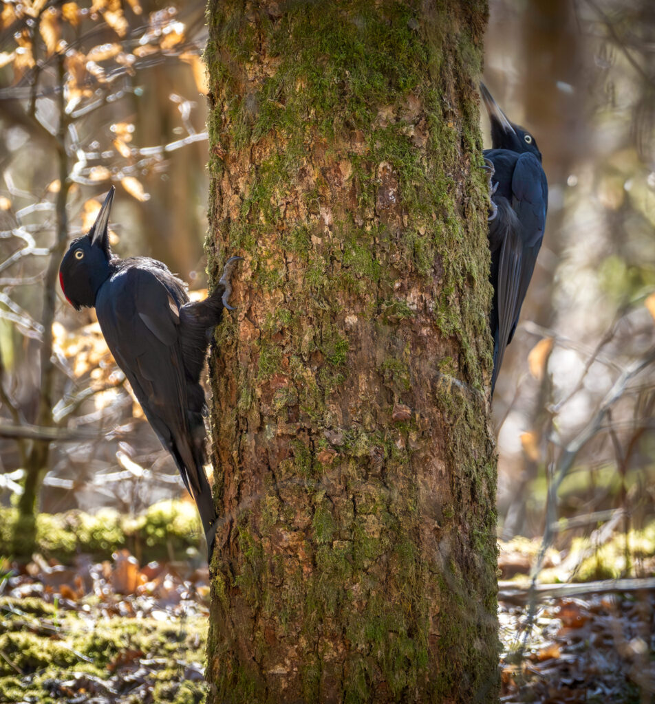 Sortspætte. Feldborg Plantage forår 2025