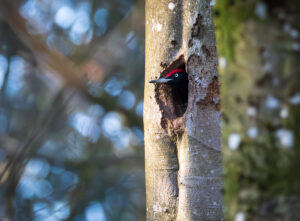 Sortspætte. Feldborg Plantage forår 2025
