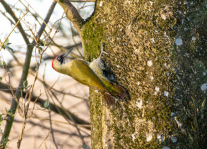 Grønspætte. Skarrildhus april 2025