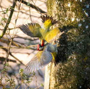 Grønspætte. Skarrildhus april 2025