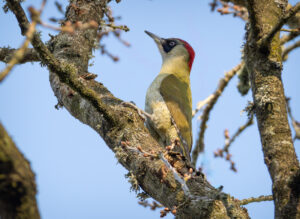 Grønspætte. Skarrildhus april 2025