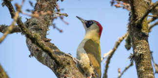 Grønspætte. Skarrildhus april 2025