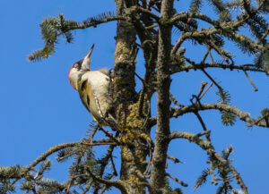 Grønspætte. Skarrildhus april 2025