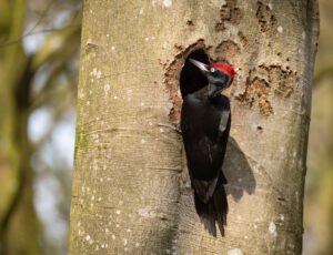 Sortspætte. Feldborg Plantage forår 2025
