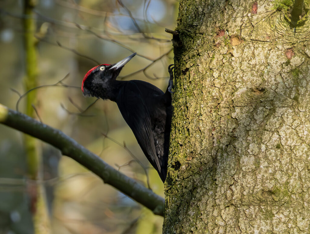 Sortspætte. Feldborg Plantage forår 2025