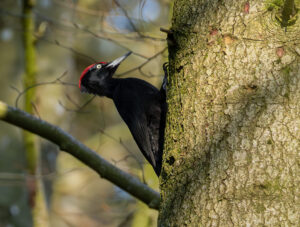 Sortspætte. Feldborg Plantage forår 2025