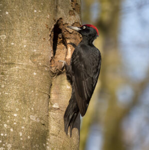 Sortspætte. Feldborg Plantage forår 2025