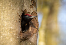 Sortspætte – Feldborg Plantage forår 2025 Sortspætte. Feldborg Plantage forår 2025