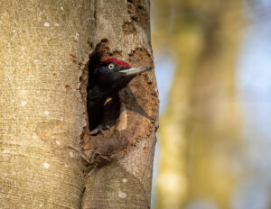 Sortspætte. Feldborg Plantage forår 2025