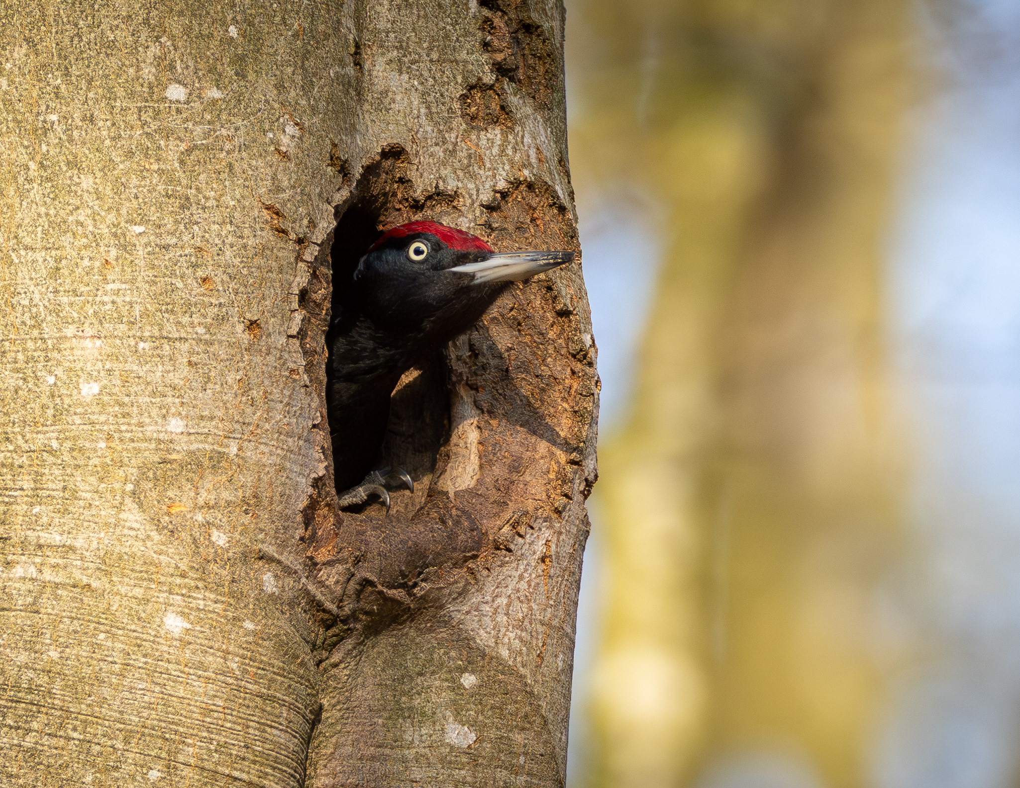Sortspætte. Feldborg Plantage forår 2025