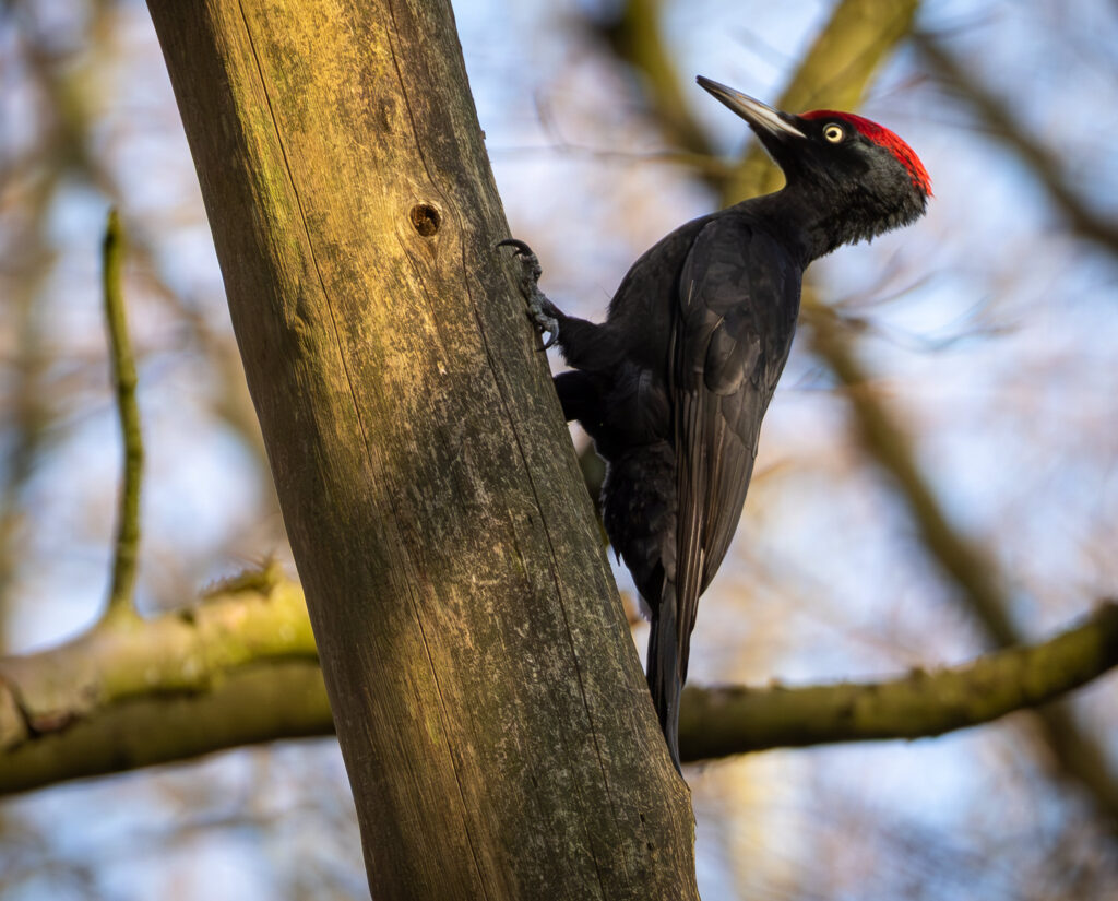 Sortspætte. Feldborg Plantage forår 2025