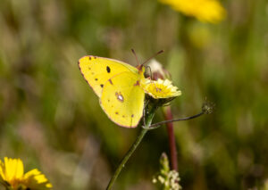 Orange Høsommerfugl. Extremadura forår 2025