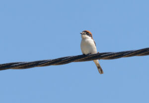 Rødhovedet Tornskade - Extremadura forår 2025