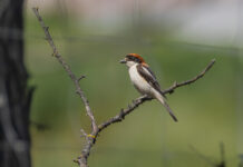 Rødhovedet Tornskade – Extremadura forår 2025 Rødhovedet Tornskade - Extremadura forår 2025