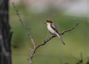 Rødhovedet Tornskade - Extremadura forår 2025