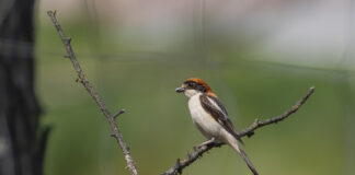 Rødhovedet Tornskade - Extremadura forår 2025