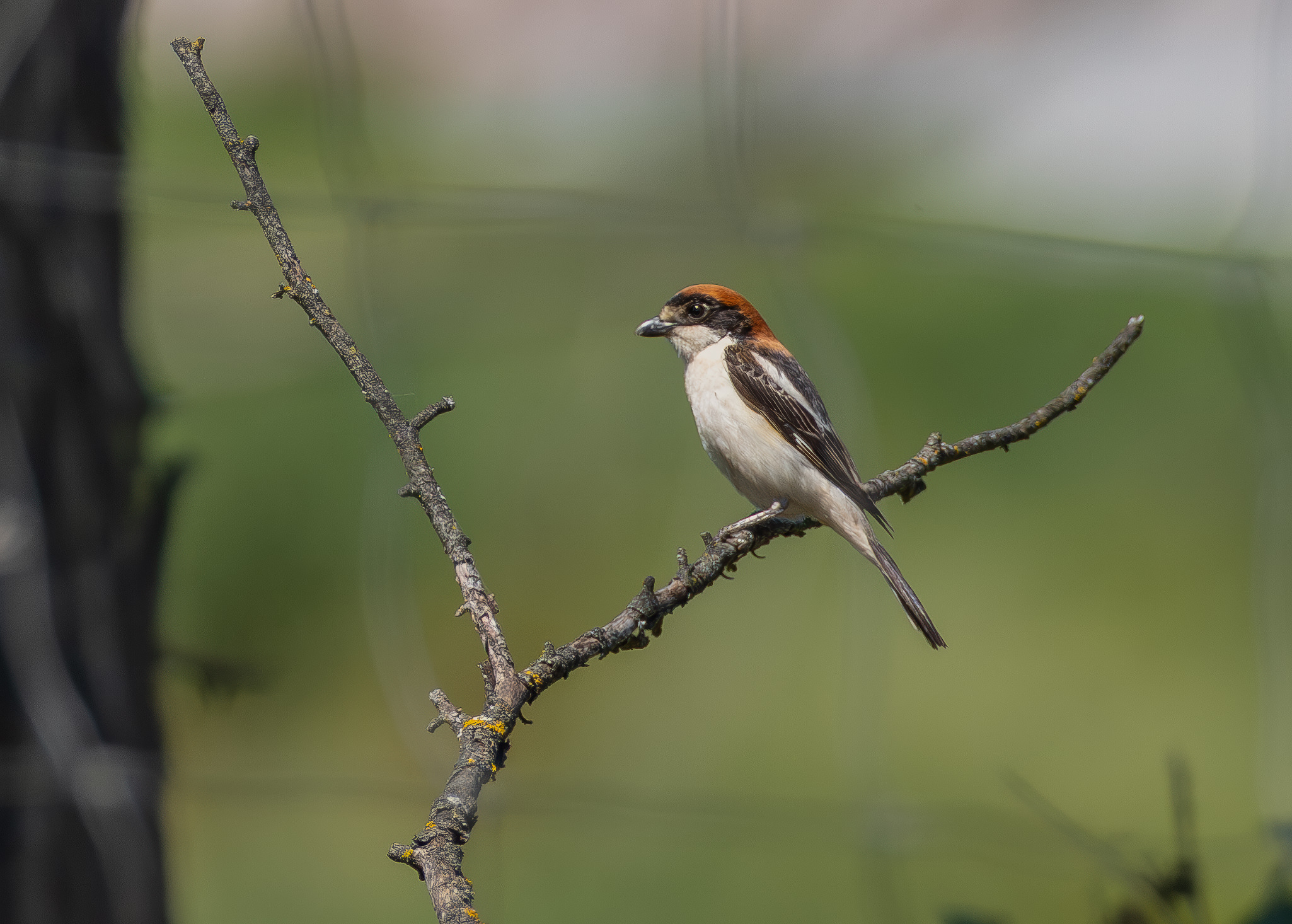 Rødhovedet Tornskade - Extremadura forår 2025