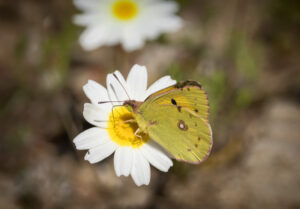Orange Høsommerfugl. Extremadura forår 2025