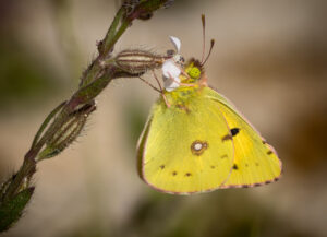 Orange Høsommerfugl. Extremadura forår 2025