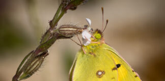 Orange Høsommerfugl. Extremadura forår 2025