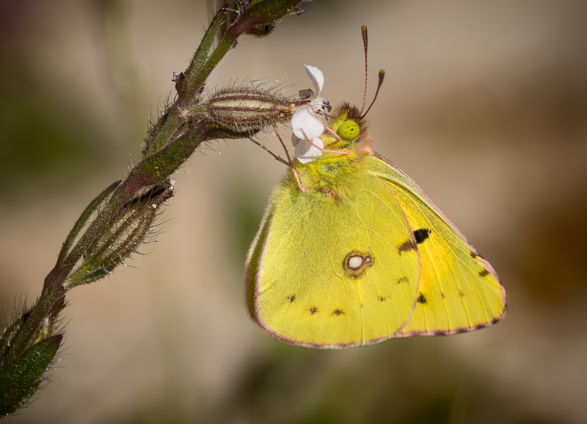 Orange Høsommerfugl. Extremadura forår 2025
