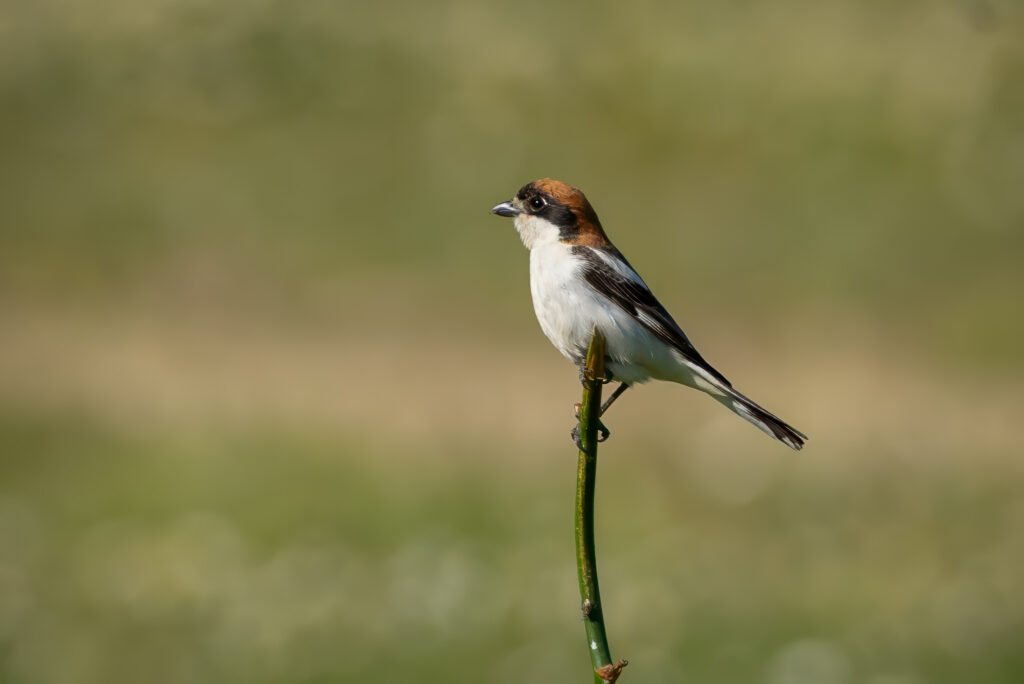 Rødhovedet Tornskade - Extremadura forår 2025
