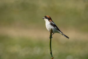 Rødhovedet Tornskade - Extremadura forår 2025
