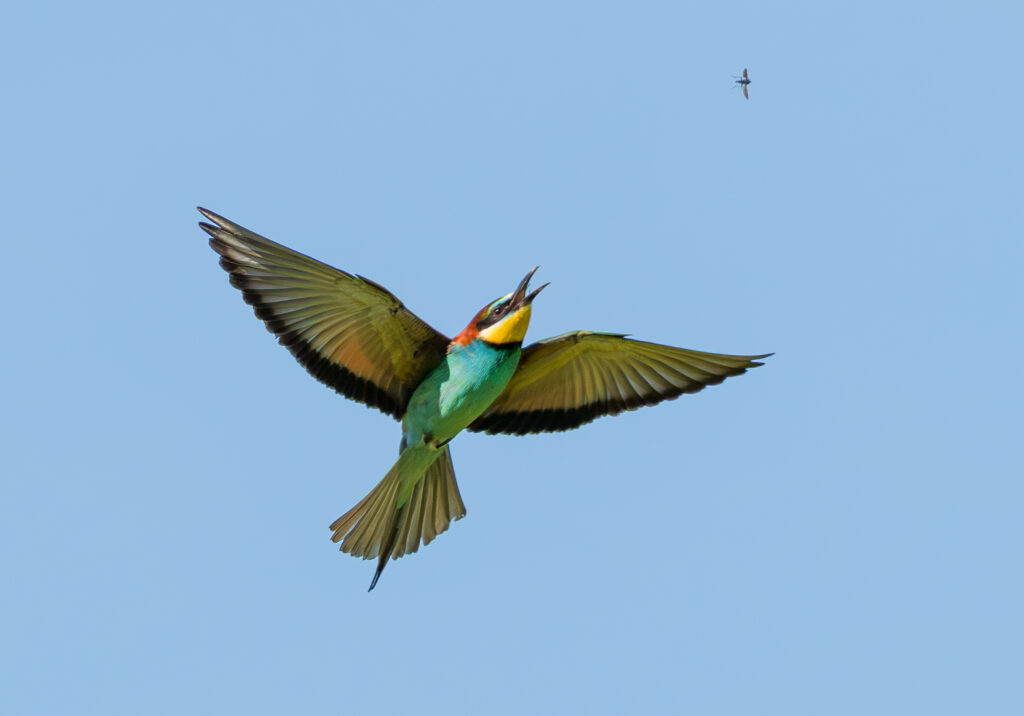 Biæder. Extremadura forår 2025