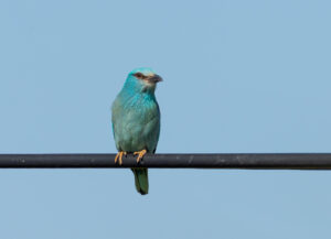 Ellekrage - Extremadura forår 2025