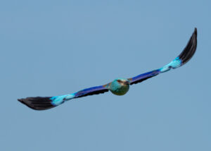 Ellekrage - Extremadura forår 2025