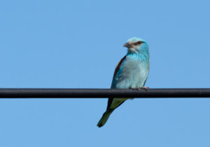 Ellekrage - Extremadura forår 2025