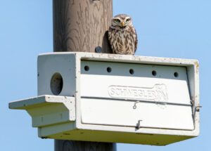 Kirkeugle - Extremadura forår 2025