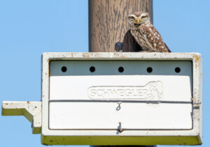 Kirkeugle - Extremadura forår 2025