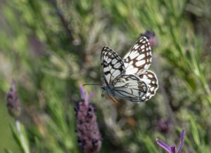 Ibirisk Skakbrætsommerfugl. Extremadura forår 2025