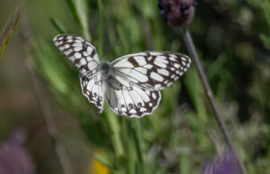 Ibirisk Skakbrætsommerfugl. Extremadura forår 2025