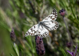 Ibirisk Skakbrætsommerfugl. Extremadura forår 2025