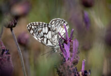 Ibirisk Skakbrætsommerfugl. Extremadura forår 2025
