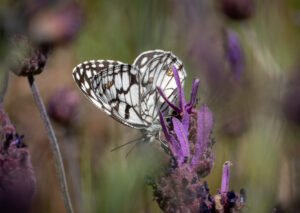 Ibirisk Skakbrætsommerfugl. Extremadura forår 2025