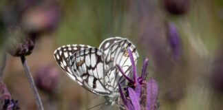 Ibirisk Skakbrætsommerfugl. Extremadura forår 2025
