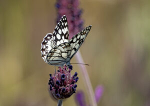 Ibirisk Skakbrætsommerfugl. Extremadura forår 2025