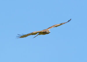 Slangeørn - Extremadura forår 2025