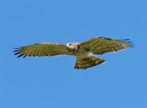 Slangeørn - Extremadura forår 2025