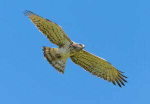 Slangeørn - Extremadura forår 2025