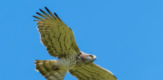 Slangeørn - Extremadura forår 2025