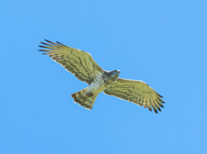 Slangeørn - Extremadura forår 2025